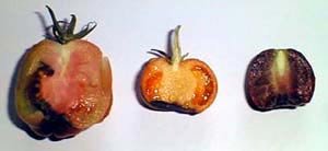 Blütenendfäule an Tomaten