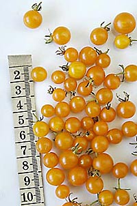 Golden Currant - Johannisbeertomate