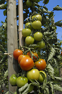 Tomatensorten