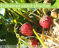 erdbeeren_selbst_pfluecken.jpg